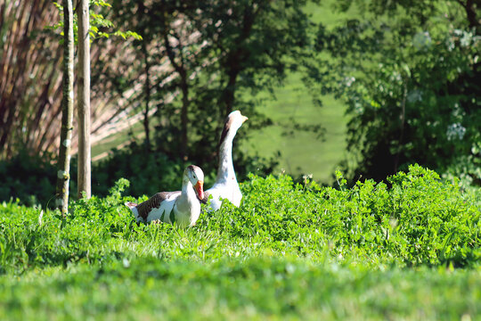 Two geese among the grass in a public park