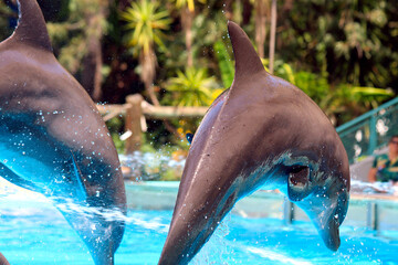 Dolphins performing in an aquatic show at a zoo © rbrinkt