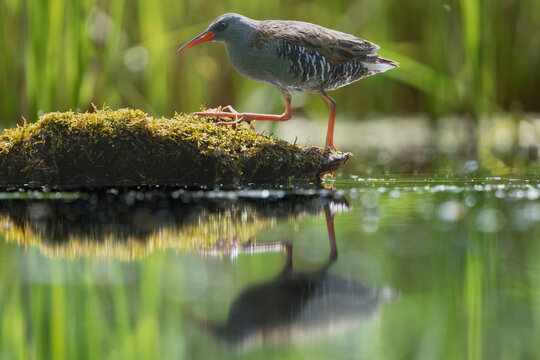 Water Rail (Rallus aquaticus) steps on a mossy log with its reflection mirrored in the water. Shot near Mrągowo, Masuria, Poland. Natural wetland wildlife image.