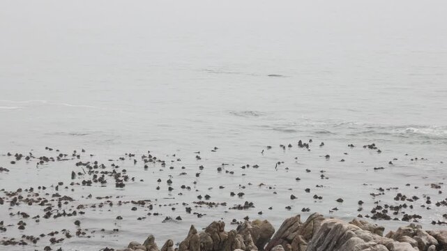 pod of whales near shoreline of DeKelders, South Africa at dawn