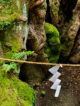 A sacred ancient tree covered with green moss, decorated with a traditional shimenawa rope and white shide paper streamers at a Shinto shrine in Japan. A peaceful scene representing Japanese spiritua