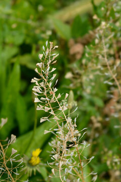 A close-up shot of dry shepherds purse plant showcasing its unique triangular seed pouches against a blurred green field background - latin name - Capsella bursa-pastoris