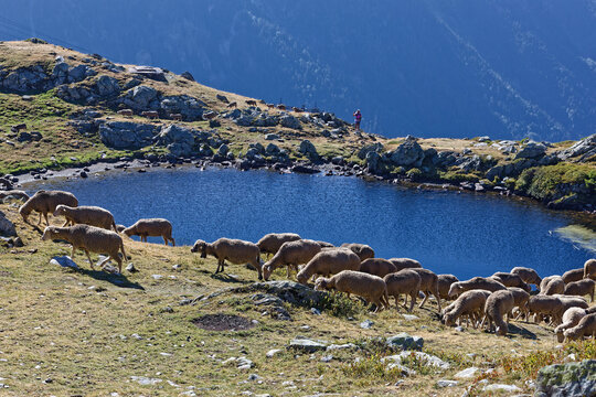 Herd of sheeps on the shore of the lake of Pas de la Coche in Belledonne