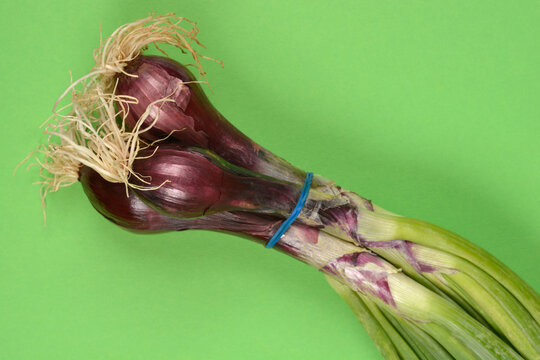 Close up view of fresh red spring onion bulbs tied with a blue rubber band showing light roots and purple stalks on a green surface