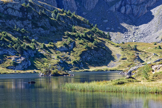 Grass on the shore of the Lac Fourchu, in Taillefer massif