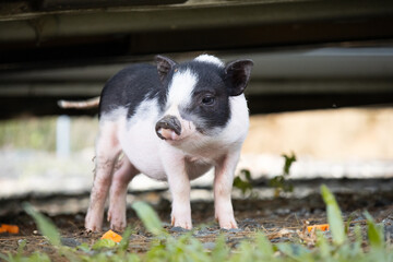 Spotted baby piglet on outdoor background © Mariana