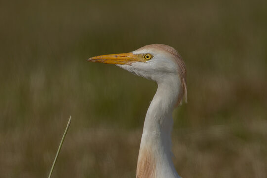 Cattle egret (Bubulcus ibis) - Kuhreiher