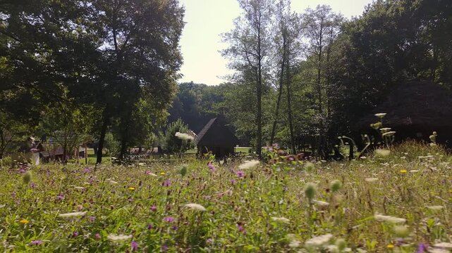 Wildflower meadow with old rural houses and tall trees in a traditional Romanian landscape