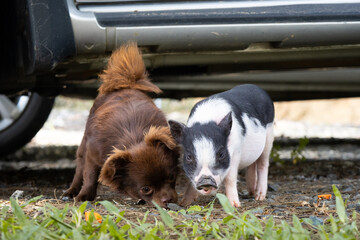 Brown long haired chihuahua playing with spotted baby piglet © Mariana