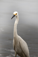 Fototapeta premium Garza Real (Ardea Alba)