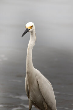 Garza Real (Ardea Alba)