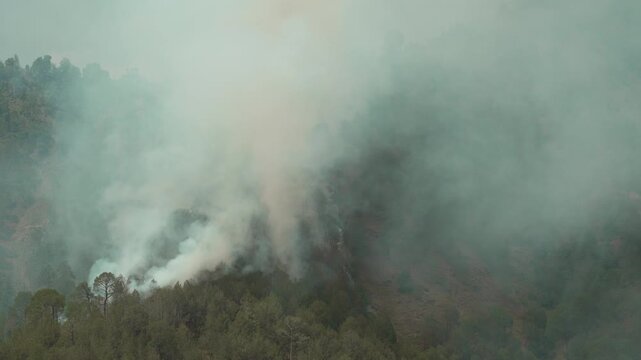 Static closeup shot of a wildfire in a green pine forest in Himachal Pradesh, India, with thick white smoke billowing and rising over a hillside landscape.