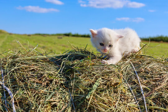 A tiny, fluffy white kitten steps hesitantly across fresh hay, exploring the world around it. Bright sunlight floods the green field and blue sky in the background, creating a peaceful scene.