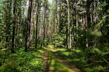 Obraz premium path in the forest