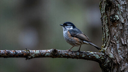 Obraz premium Tiny bird with striking black and white head perches on a rustic tree branch in natural habitat