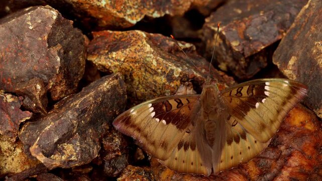 High angle close-up video showing a common baron butterfly (Euthalia aconthea) feeding on fresh ripe mango that has naturally fallen onto the ground during a monsoon morning in Himachal Pradesh, India