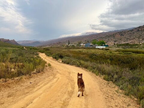 dog on the road 
