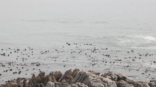 pod of whales near shoreline of DeKelders, South Africa at dawn
