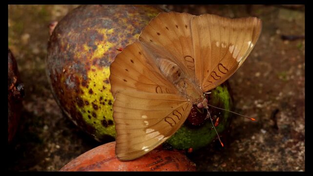 High angle closeup of a common baron butterfly Euthalia aconthea feeding on naturally fallen ripe mango during monsoon in Himachal Pradesh India
