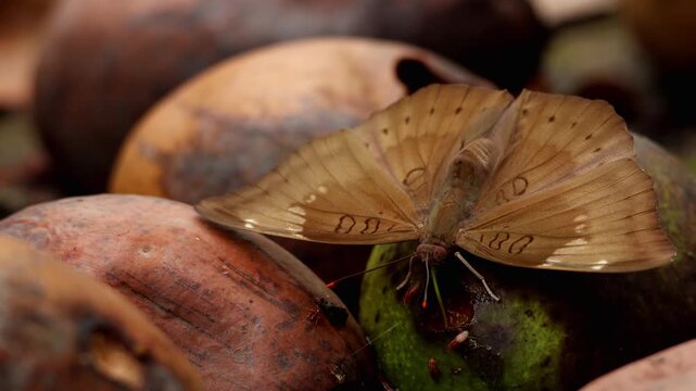 Close-up video of common baron (Euthalia aconthea) butterfly feeding on fresh ripe mango fallen naturally on the ground in a natural habitat during monsoon morning in Himachal Pradesh, India