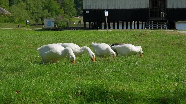 White geese grazing on green grass beside a traditional lakeside wooden building in Romania
