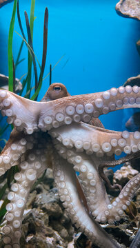 Octopus