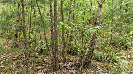 Fototapeta premium Dense forest undergrowth with varying types of trees and foliage.