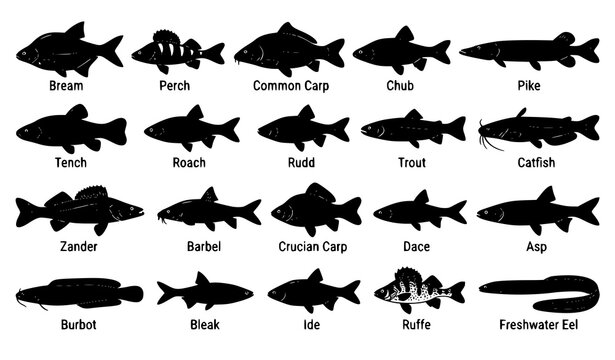 Freshwater Fish Side View Black Silhouette Vector Collection for Fishing and Wildlife