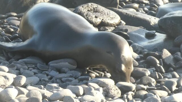 Sea lion on rocky beach moving mouth with appearance of talking insert speech