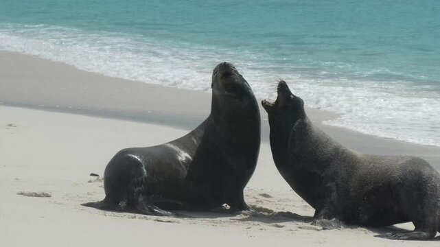 Playful young sea lions roughhousing on beach of Galapagos Islands with ocean waves flowing in background