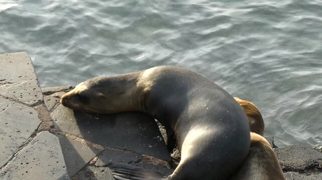 Sea lion wallowing around on stone steps by ocean trying to get comfortable