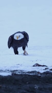 Bald Eagle Walking on Snow Towards Camera Front View
