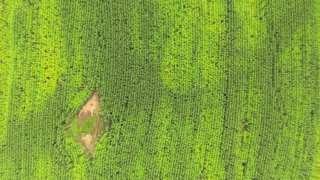 Dense green agricultural corn crop field rows with a small clearing spot, captured from a high directly overhead top down aerial perspective.