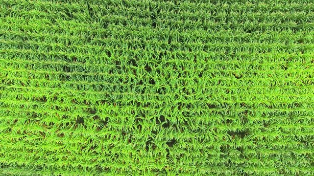 Dense green agricultural corn crop field rows with a small clearing spot, captured from a high directly overhead top down aerial perspective.