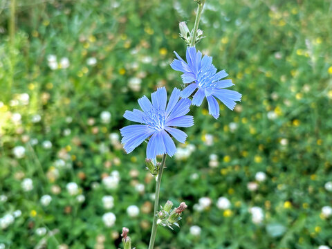 Chicory Flowers Blooming in a Meadow