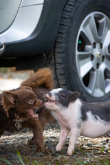 Brown long haired chihuahua playing with spotted baby piglet © Mariana