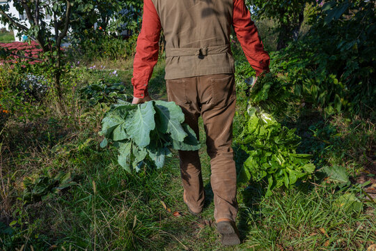 A farmer walks through the vegetable garden with cabbage.