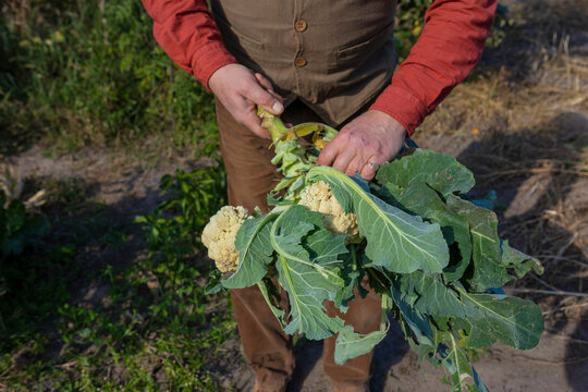 harvested cabbage