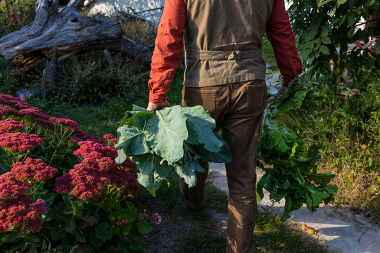 A man is walking through the garden with a cabbage harvest.