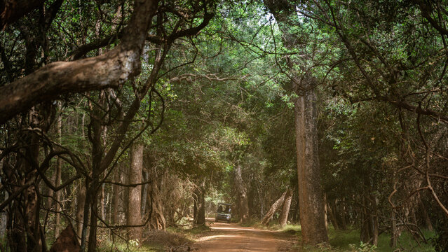 Safari Track Through Tropical Forest