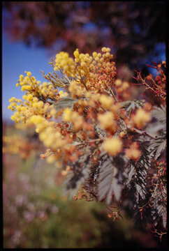 Close-up of yellow mimosa blossoms on tree branch, 35mm film