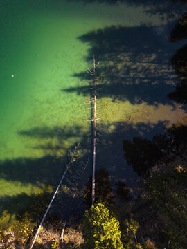 View of a Tree in a Lake With Clear Green Water and Dark Shadows