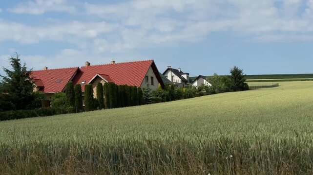 Ripening grain fields stretch across gently rolling farmland bordered by a dense forest beneath a clear blue summer sky. Agriculture, harvest, countryside, nature, rural landscape.