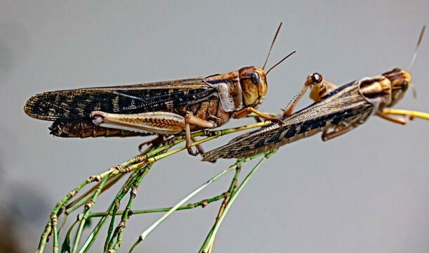 Migratory locust on the branch. Latin name - Locusta migratoria