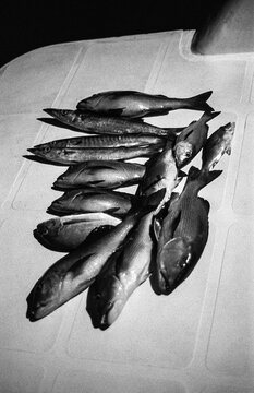 Mixed Ocean Catch on Deck