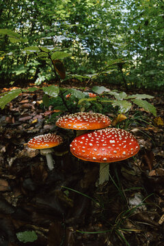 Red amanita mushrooms growing in forest