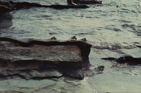 Crabs Crossing Tidal Rock