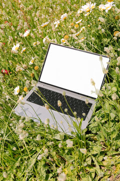 Laptop Among Wildflowers