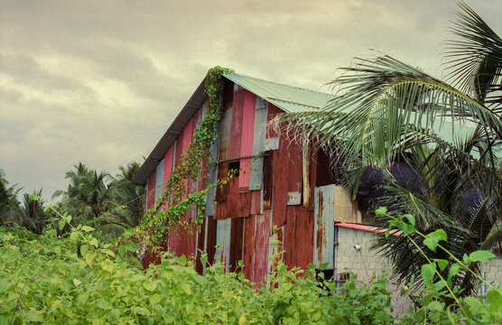 Rusty House Among Palms