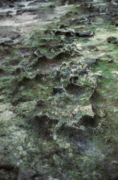 Eroded Coral Surface